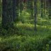Sunlight filtering through vibrant green forest, highlighting lush vegetation.